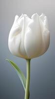 White tulip flower maco wallpaper background. AI Generated photo