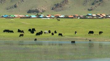 yak bétail traversée le rivière des eaux dans le mongol prés video