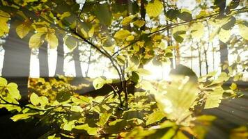 zon stralen licht balken schijnend door boom takken in Woud bos- in kleurrijk herfst natuur seizoen video