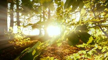 Soleil des rayons lumière poutres brillant par arbre branches dans forêt des bois dans coloré l'automne la nature saison video