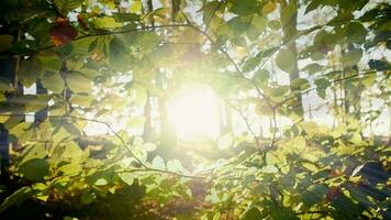 Sol raios luz feixes brilhando através árvore galhos dentro floresta bosque dentro colorida outono natureza estação video
