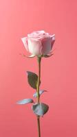 White rose flower copy space blurred background. photo
