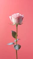 White rose flower copy space blurred background. AI Generated photo