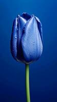 Blue tulip tulipa flower wallpaper background. AI Generated photo