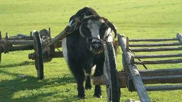 Traditional Tumbrel and Black Yak Steer in Rural Meadow video