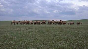 kudde van wild kameel vrij rondlopen vrij in steppe van Azië video