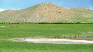 mezclado ganado animal manadas en el vasto prado en Mongolia video