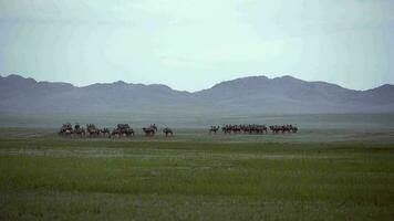 troupeau de sauvage chameau roaming gratuit librement dans steppe de Asie video