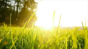 mão tocante verde Campo de grama às pôr do sol luz dentro lento movimento video