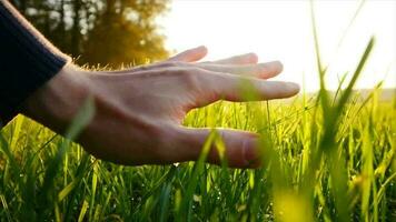 mão tocante verde Campo de grama às pôr do sol luz dentro lento movimento video