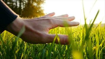 mano conmovedor verde campo de hierba a puesta de sol ligero en lento movimiento video