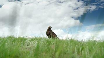 uma livre selvagem dourado Águia pássaro dentro natural habitat do verde Prado video