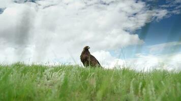 A Free Wild Golden Eagle Bird in Natural Habitat of Green Meadow video