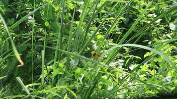 Asian golden weaver - The golden warbler is using its beak to mow grass to build a nest to provide warmth and protection from the sun and rain. It is a beautiful nesting bird in nature. video