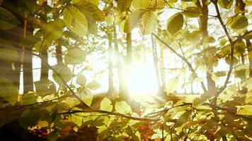 Soleil des rayons lumière poutres brillant par arbre branches dans forêt des bois dans coloré l'automne la nature saison video