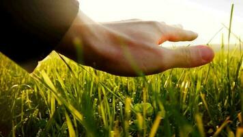 hand rörande grön gräsfält på solnedgång ljus i långsam rörelse video