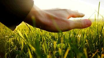 mano toccante verde campo d'erba a tramonto leggero nel lento movimento video