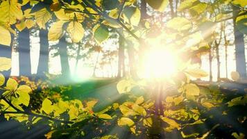 Sun Rays Light Beams Shining Through Tree Branches in Forest Woodland in Colorful Autumn Nature Season video