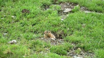 Orange fourrure sol écureuil dans une Prairie couvert avec vert Frais herbe video