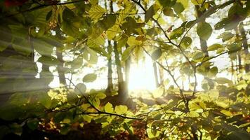 Sol strålar ljus balkar lysande genom träd grenar i skog skog i färgrik höst natur säsong video