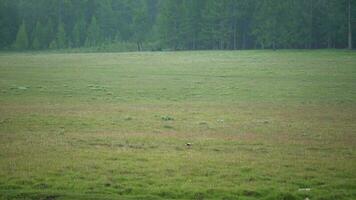 wild rötlich Shelduck Vogel Familie mit Eltern und jung Jungen im natürlich Wiese video