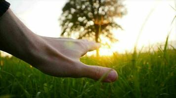 main émouvant vert grassfield à le coucher du soleil lumière dans lent mouvement video