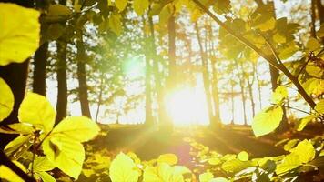 Sol strålar ljus balkar lysande genom träd grenar i skog skog i färgrik höst natur säsong video