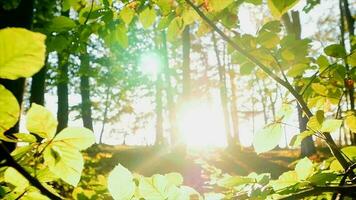 zon stralen licht balken schijnend door boom takken in Woud bos- in kleurrijk herfst natuur seizoen video