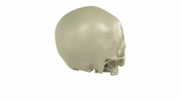 3d Rendering Of Human Skull video