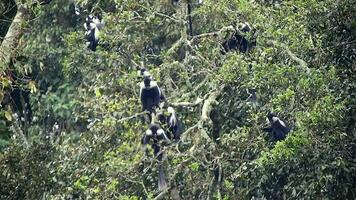 svart vit colobus apa och colobi apor på naturlig miljö på regnskog träd i afrika video