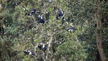 negro blanco colobo mono y colombino monos a natural ambiente en selva arboles en África video