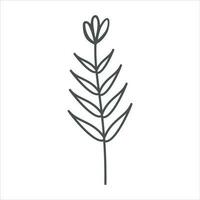 Botanical leaf doodle wildflower line art vector