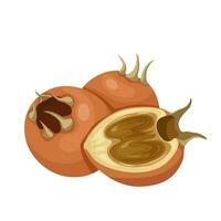 Vector illustration, Mespilus germanica, known as medlar or common medlar, isolated on white background.