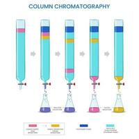 columna cromatografía, coordinados componentes establecido en adsorción y elución en un columna vector