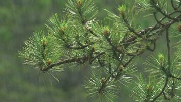 Rain on the pine tree branches video