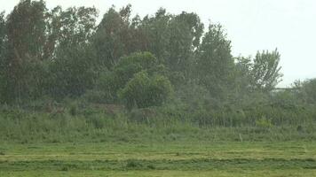 pesado lluvia en arboles en prado video