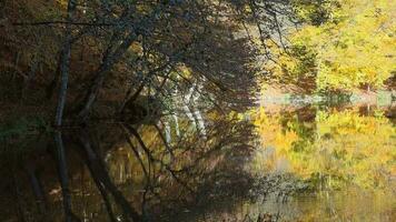 riflessione di autunno colori su il lago superficie nel il fantastico calma foresta video