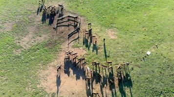 vangst en temmen vrij paarden video