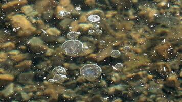 congelato metano aria bolle intrappolati sotto un' di spessore floe vetroso ghiaccio nel lago video