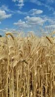 Aussicht Über ein Weizen Feld im gut Wetter video
