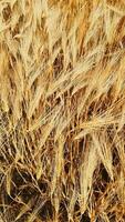 Visão sobre uma trigo campo dentro Boa clima video