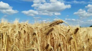 View over a golden wheat field in good weather. video