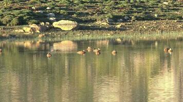 wild bergeend familie zwemmen in meer video