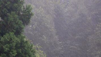 pesado Forte torrencial chuva dentro floresta video