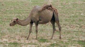 sozinho solitário selvagem camelo roaming Grátis livremente dentro estéril estepes do gobi deserto video