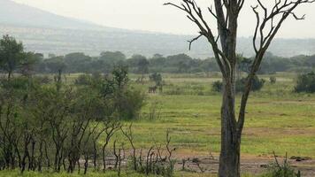 rebanho do zebra dentro natural real África savana video