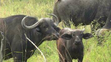 real selvagem búfalo rebanho dentro natural habitat dentro a africano savana. animais selvagens do África video