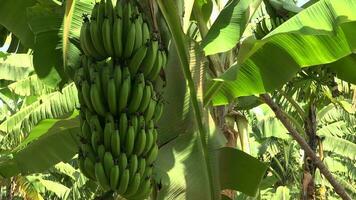 Pacotes do verde verde fresco bananas crescendo em uma banana árvore video
