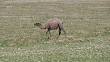 Alone Lonely Wild Camel Free-Roaming Freely in Barren Steppes of Gobi Desert video