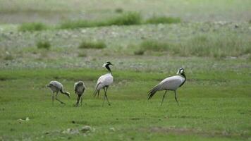 Real Wild Crane Birds Walking in Natural Meadow Habitat video